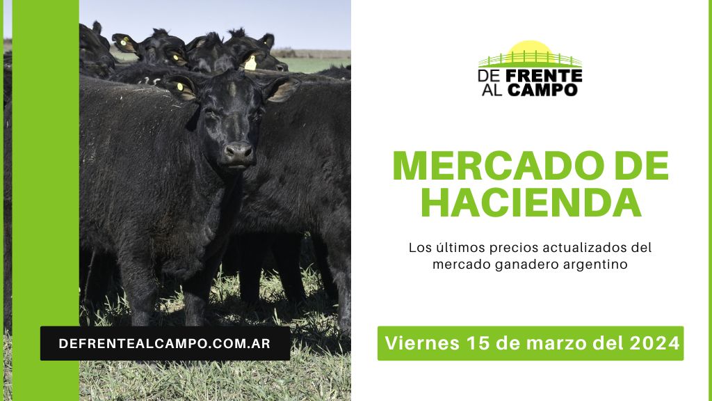 Informe del Mercado Ganadero de Cañuelas: Precios, índices y categorías al viernes 15 de marzo de 2024