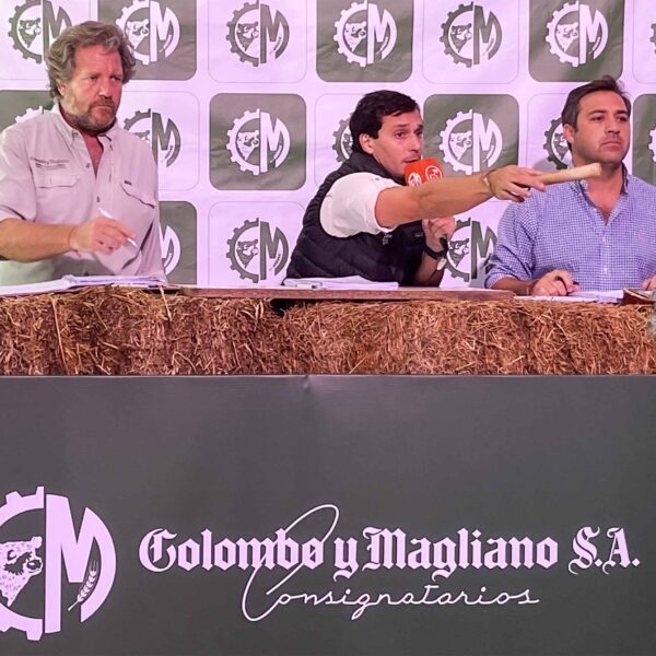 Expoagro Récord: Colombo y Magliano subastará 25.000 vacunos