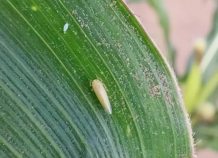 Autorización de tres insecticidas para el control de la chicharrita del maíz