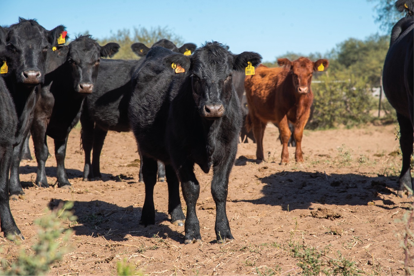 Estrategias de manejo ganadero bovino ante la sequía