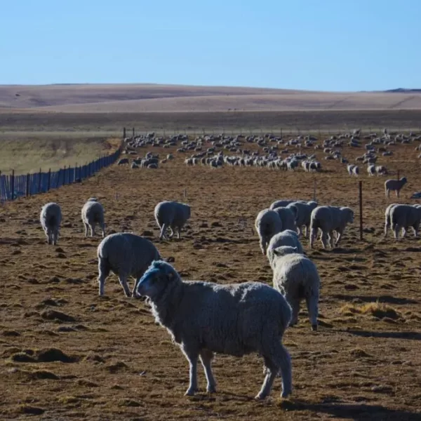 Demuestran el valor productivo que posee la biodiversidad de los pastizales patagónicos