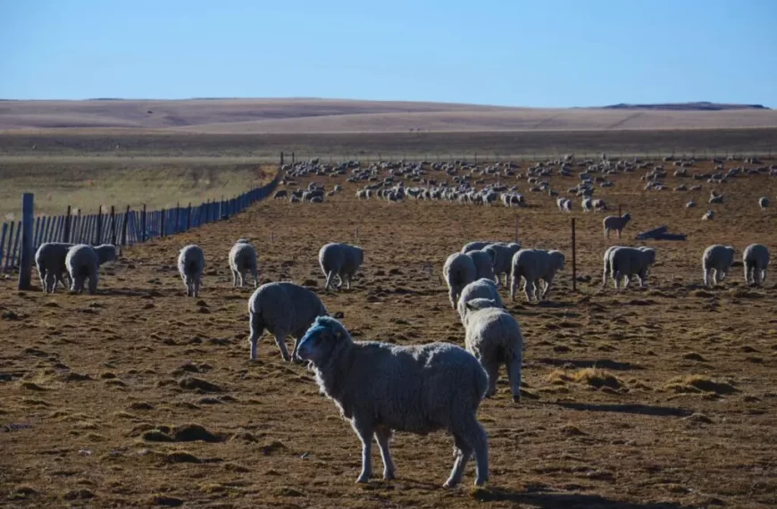 Demuestran el valor productivo que posee la biodiversidad de los pastizales patagónicos