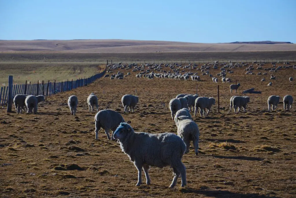 Demuestran el valor productivo que posee la biodiversidad de los pastizales patagónicos