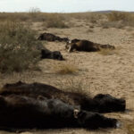 Alertan por la muerte de 5.000 animales en el sur de La Pampa