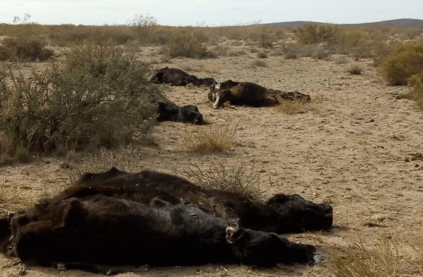 Alertan por la muerte de 5.000 animales en el sur de La Pampa