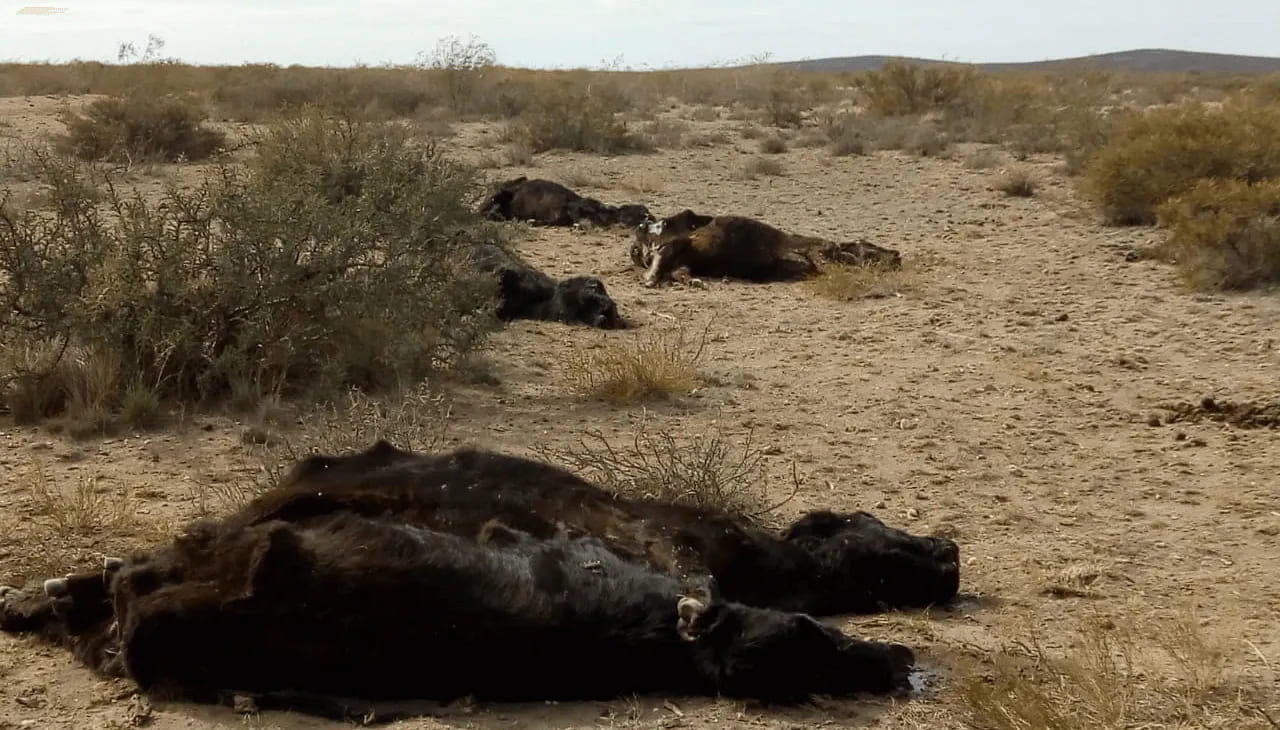 Alertan por la muerte de 5.000 animales en el sur de La Pampa