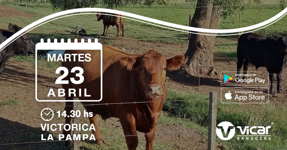 Vicar Ganadera S.A. | Victorica – La Pampa | Próximo Remate Feria el martes 23 de abril del 2024
