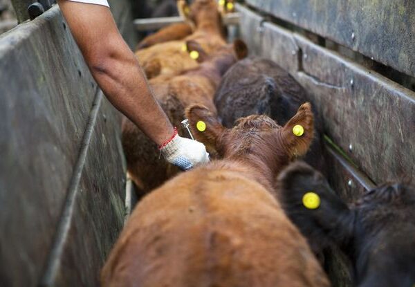 Ya es oficial: desde 2027 los productores podrán elegir veterinarios privados para vacunar contra la aftosa