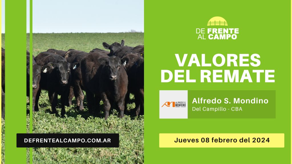 Valores de remate Invernada | Alfredo S. Mondino – Del Campillo – CBA | 08-02-2024