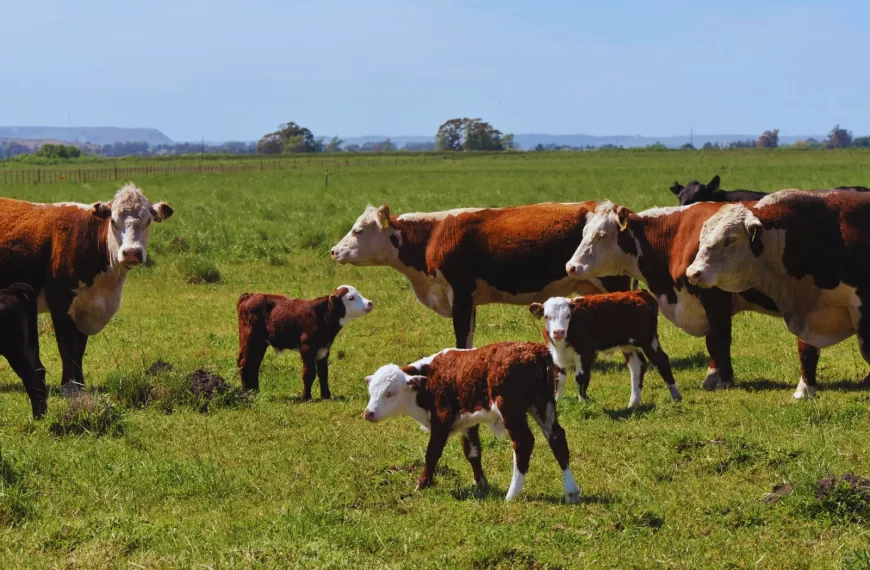 Alternativas para el control sustentable de garrapatas en bovinos