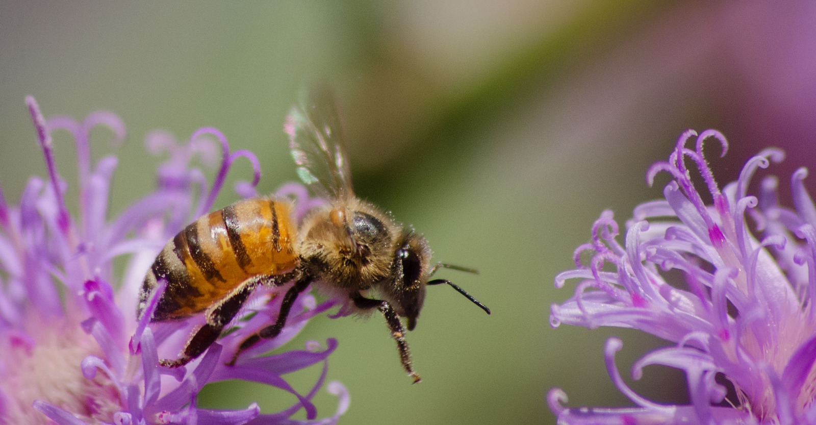 Control y cuidado de la biodiversidad