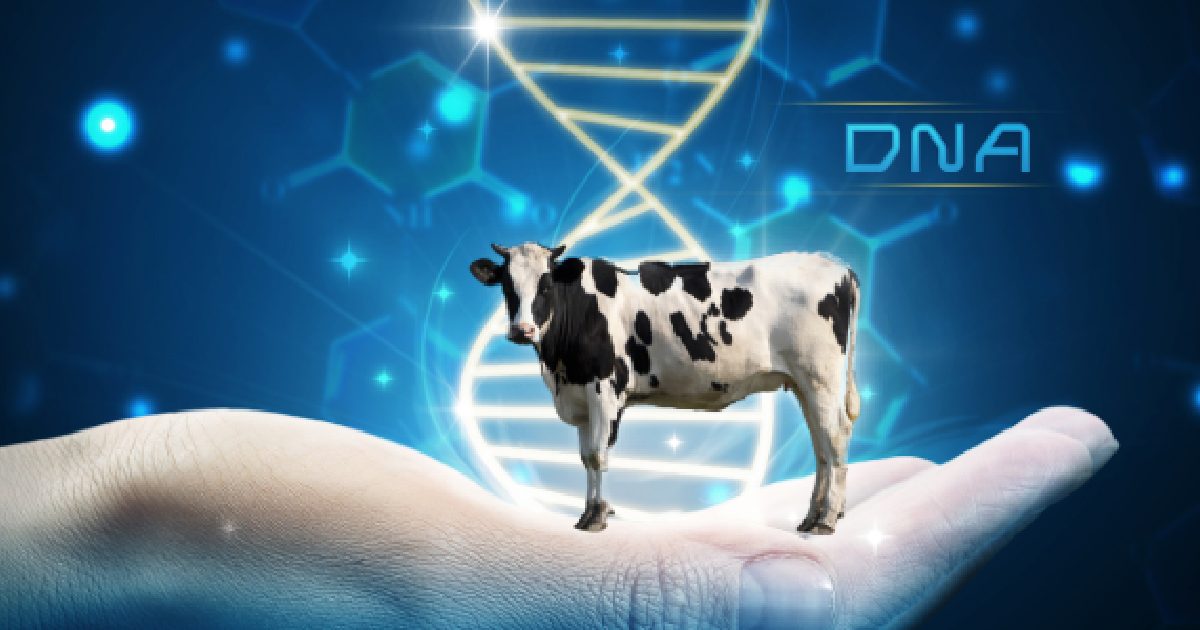 Ventajas del mejoramiento genético animal en la producción bovina