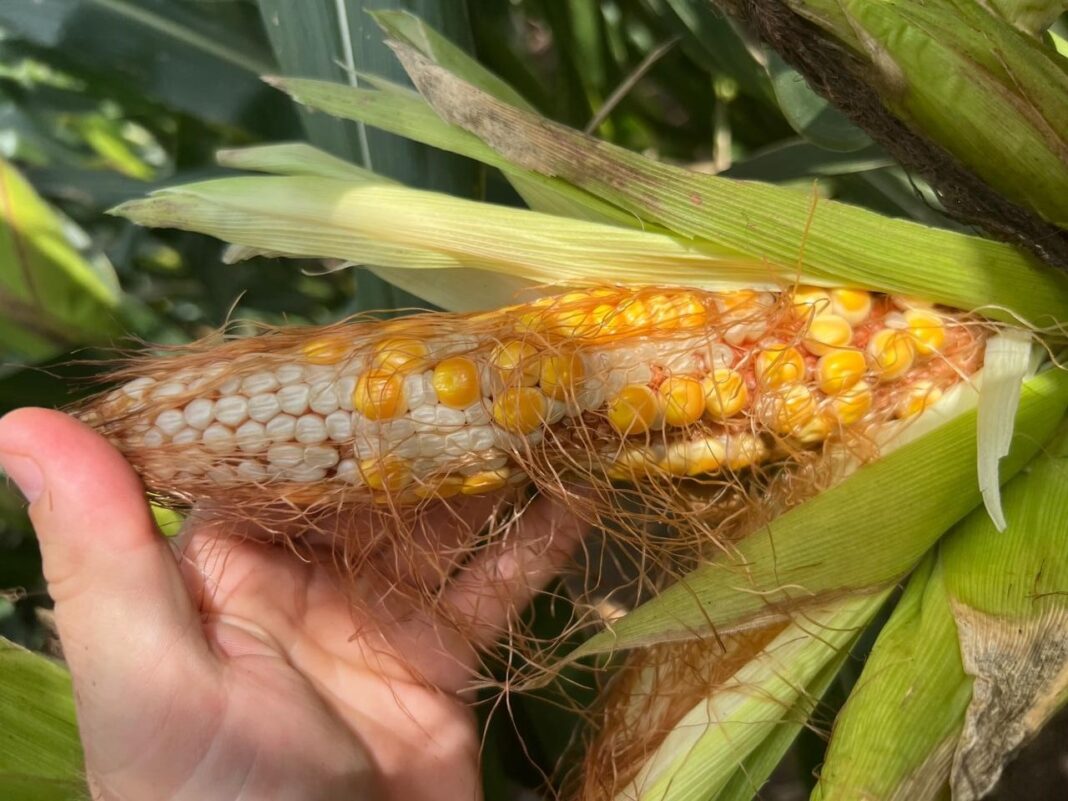 “Flor de numerito”: un distrito rural perderá $5.800 millones por la invasión de la chicharrita del maíz