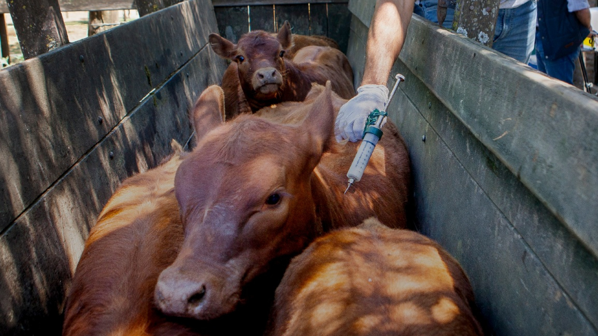 Se simplifican y establecen nuevas condiciones para la producción de vacunas contra la fiebre aftosa