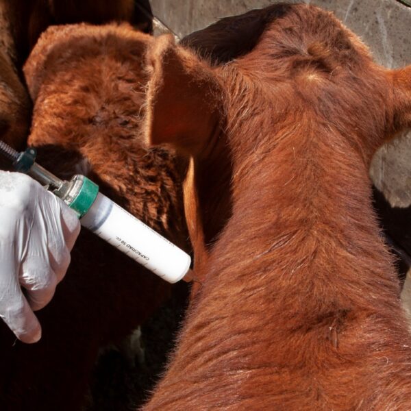 Cambios en la vacunación contra la aftosa: fuerte división en el campo por la medida que busca reducir costos