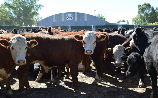 Precios en Jesús María. “Nunca nos pasó de tener que vender 1.000 vacas todos los lunes”