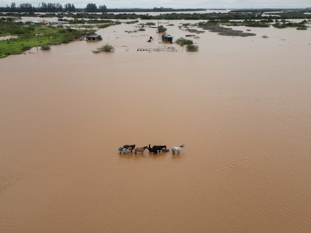 Efectos de las inundaciones en Brasil sobre la industria cárnica