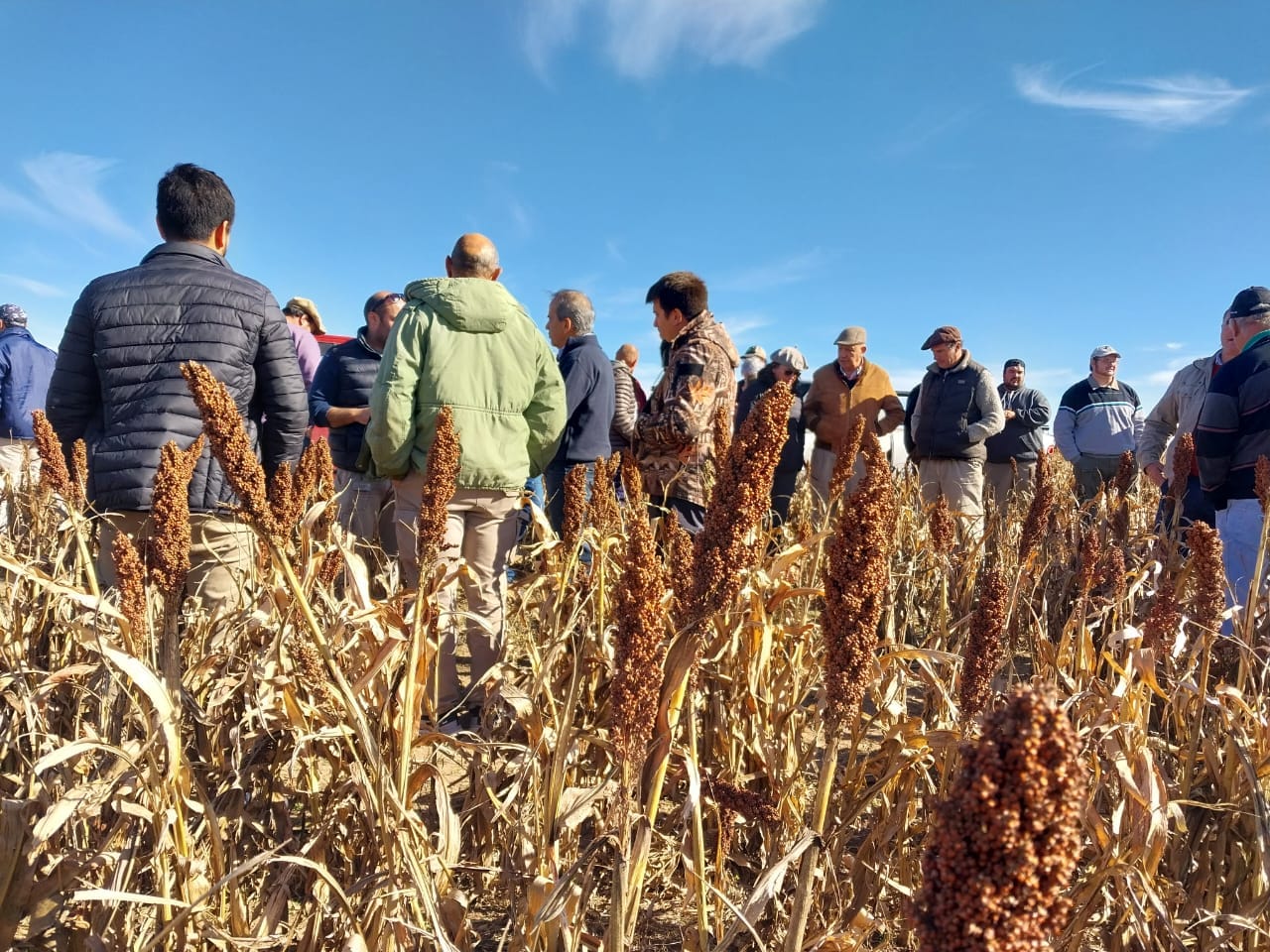 El sorgo como recurso estratégico de la región semiárida pampeana.