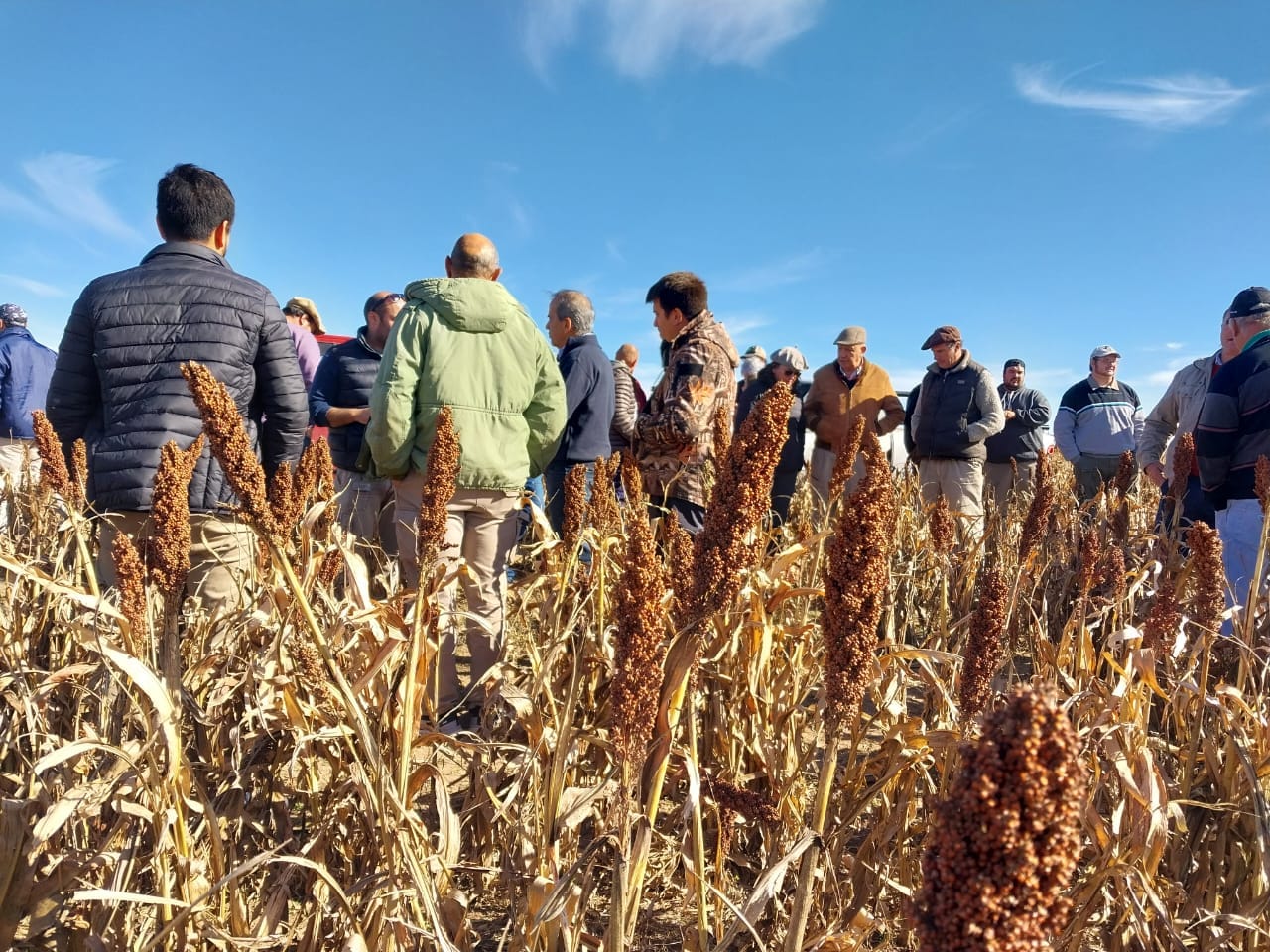 El sorgo como recurso estratégico de la región semiárida pampeana.