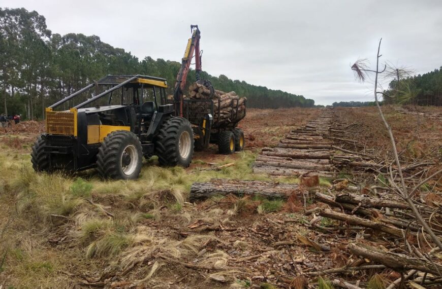 Evaluaron la potencialidad de la producción forestal en La Pampa