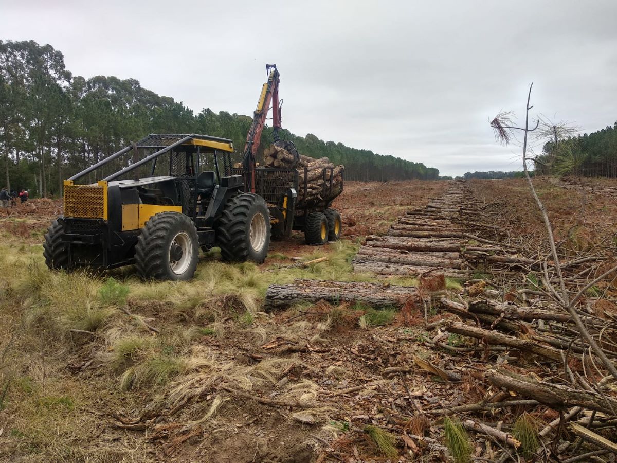 Evaluaron la potencialidad de la producción forestal en La Pampa