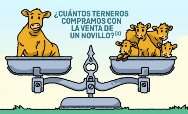 Cuántos terneros se pueden comprar con la venta de un novillo: la relación de los últimos 10 años