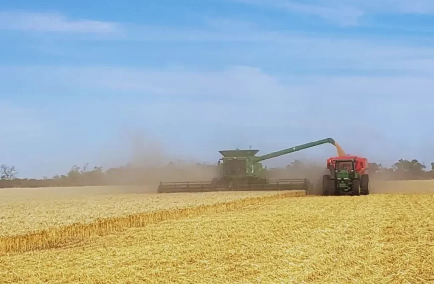 Argentina podrá exportar trigo a China a partir de diciembre de este año