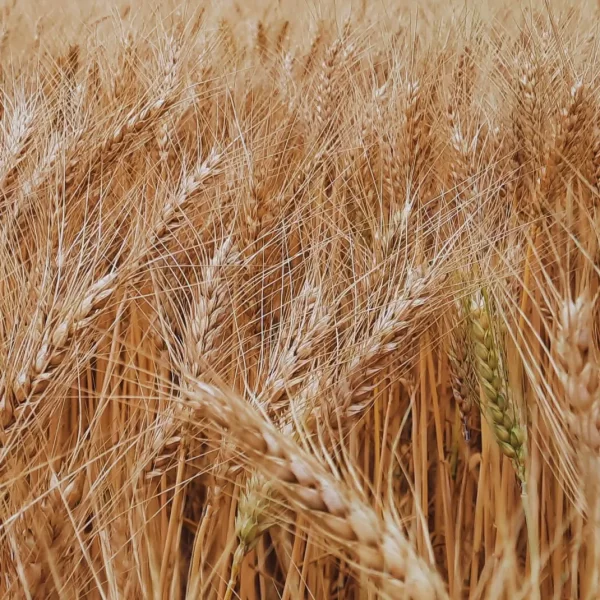 El trigo transgénico ya se consume en el país y no podrá exportarse