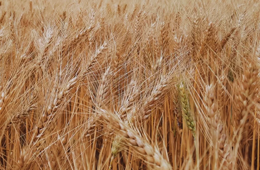 El trigo transgénico ya se consume en el país y no podrá exportarse