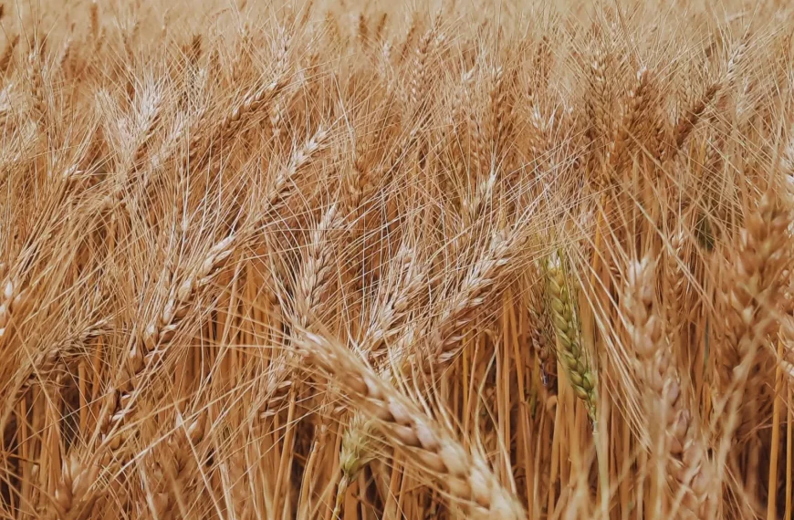 El Niño asegura la humedad para el trigo