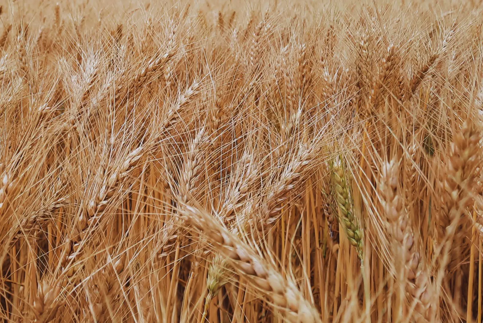 El Niño asegura la humedad para el trigo