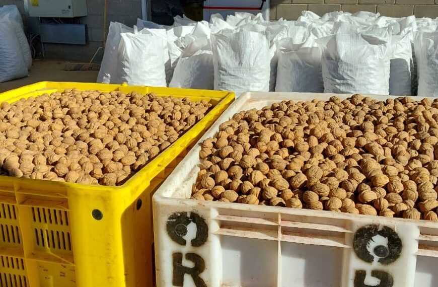 Con más de 200 toneladas, cosecha récord de nueces en 25 de Mayo