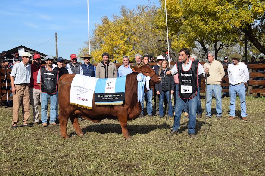 Exposición: pagaron $16,5 millones por un cuarto de una vaca gran campeona