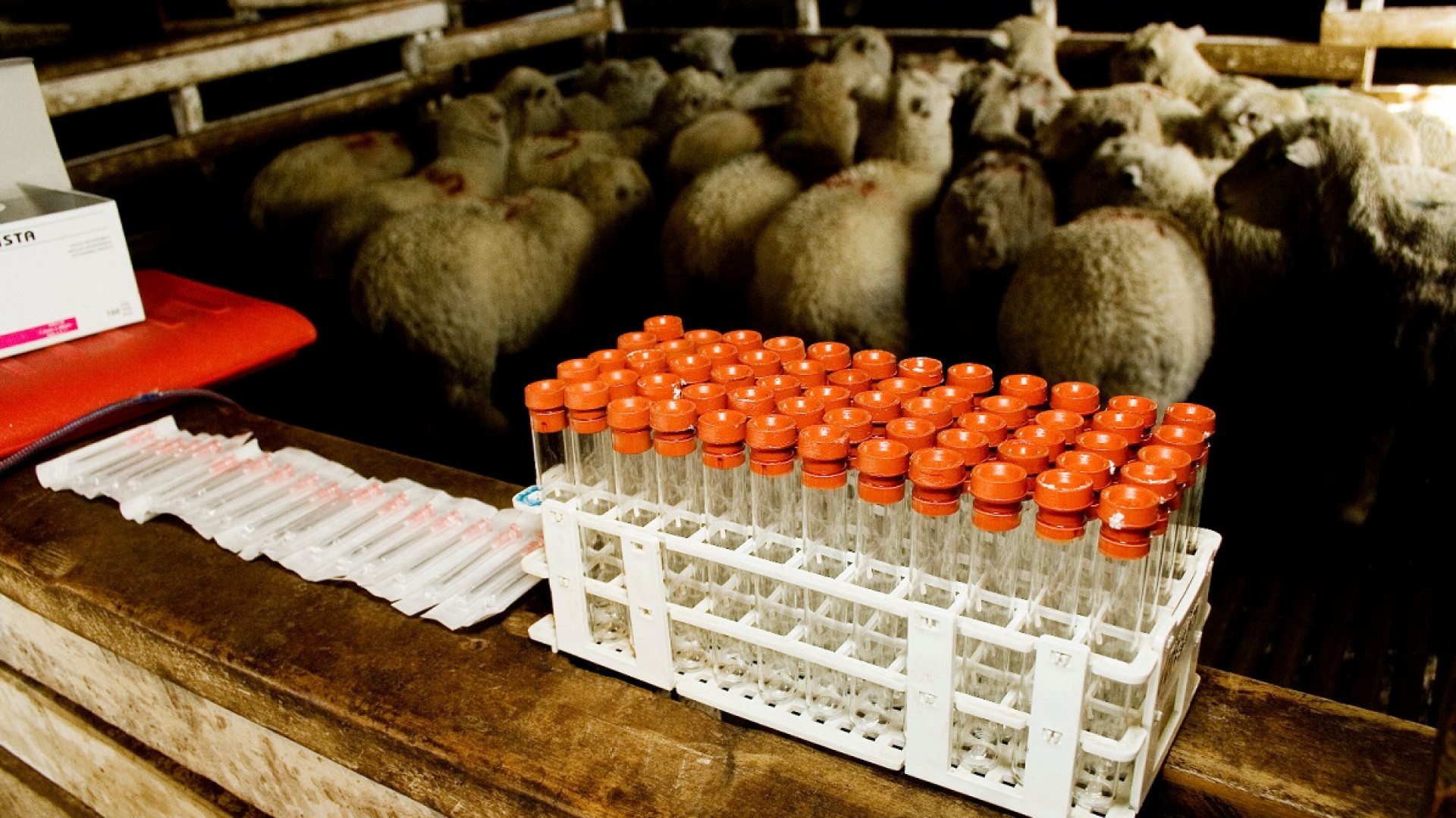 La vigilancia epidemiológica fortalece el estatus sanitario y la exportación