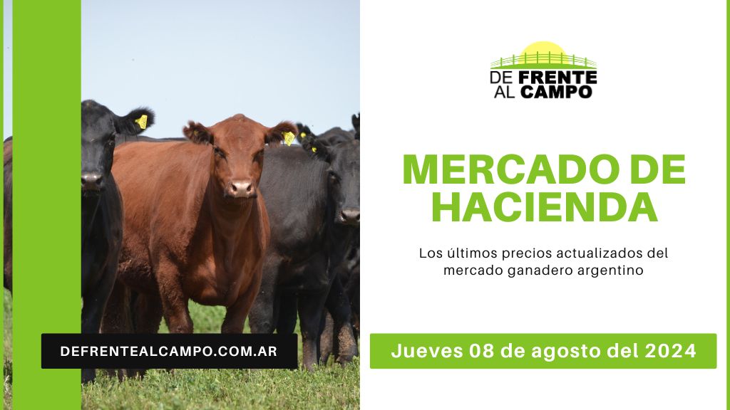 Informe del Mercado Ganadero de Cañuelas: Precios, índices y categorías al jueves 08 de agosto de 2024