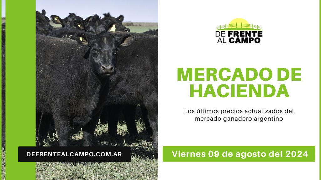 Informe del Mercado Ganadero de Cañuelas: Precios, índices y categorías al viernes 09 de agosto de 2024