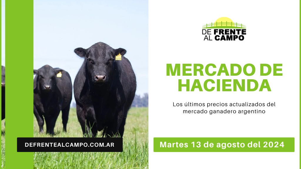 Informe del Mercado Ganadero de Cañuelas: Precios, índices y categorías al martes 13 de agosto de 2024