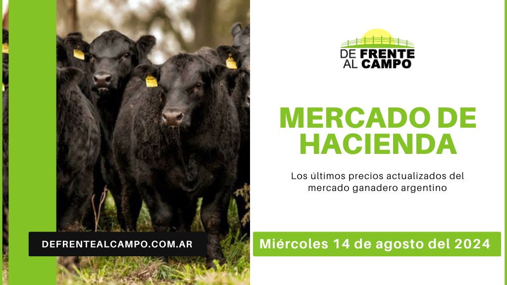 Informe del Mercado Ganadero de Cañuelas: Precios, índices y categorías al miércoles 14 de agosto de 2024
