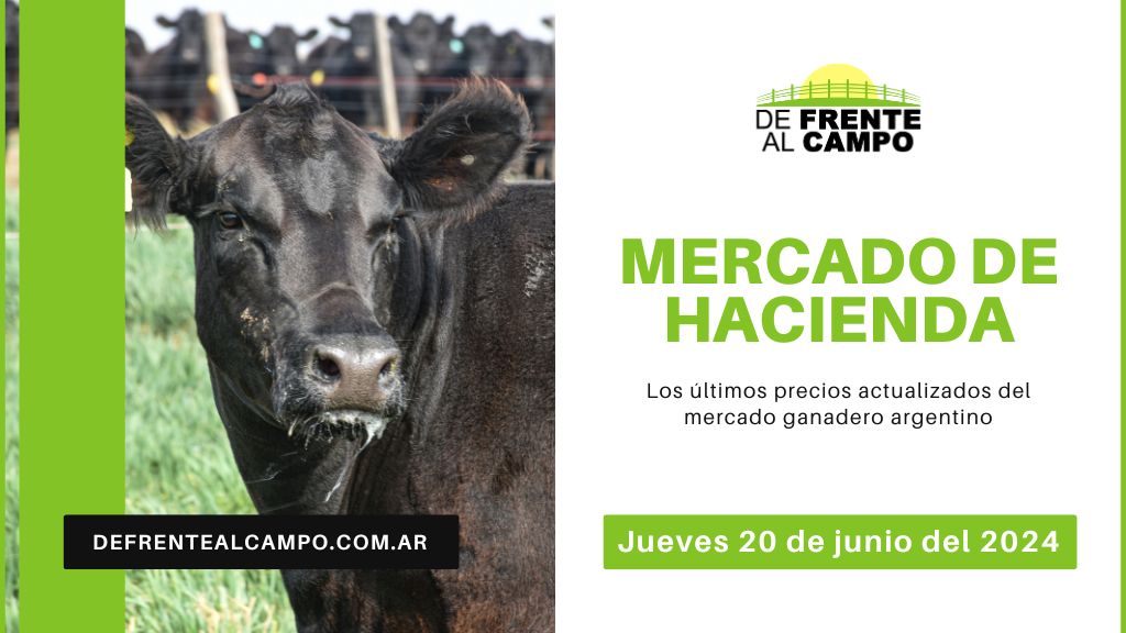 Informe del Mercado Ganadero de Cañuelas: Precios, índices y categorías al jueves 20 de junio de 2024