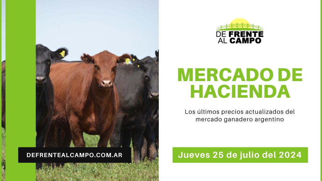 Informe del Mercado Ganadero de Cañuelas: Precios, índices y categorías al jueves 25 de julio de 2024