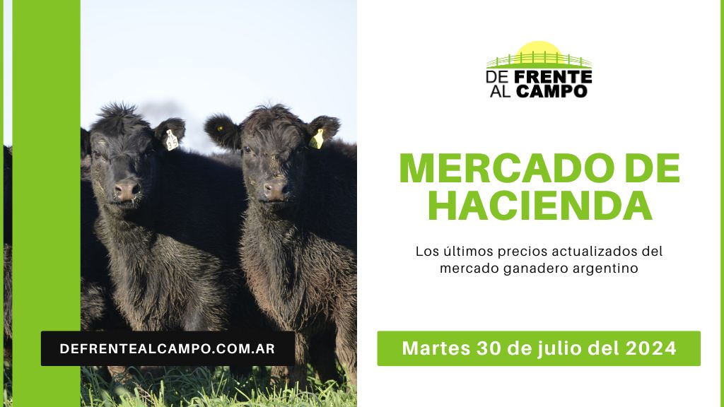 Informe del Mercado Ganadero de Cañuelas: Precios, índices y categorías al martes 30 de julio de 2024