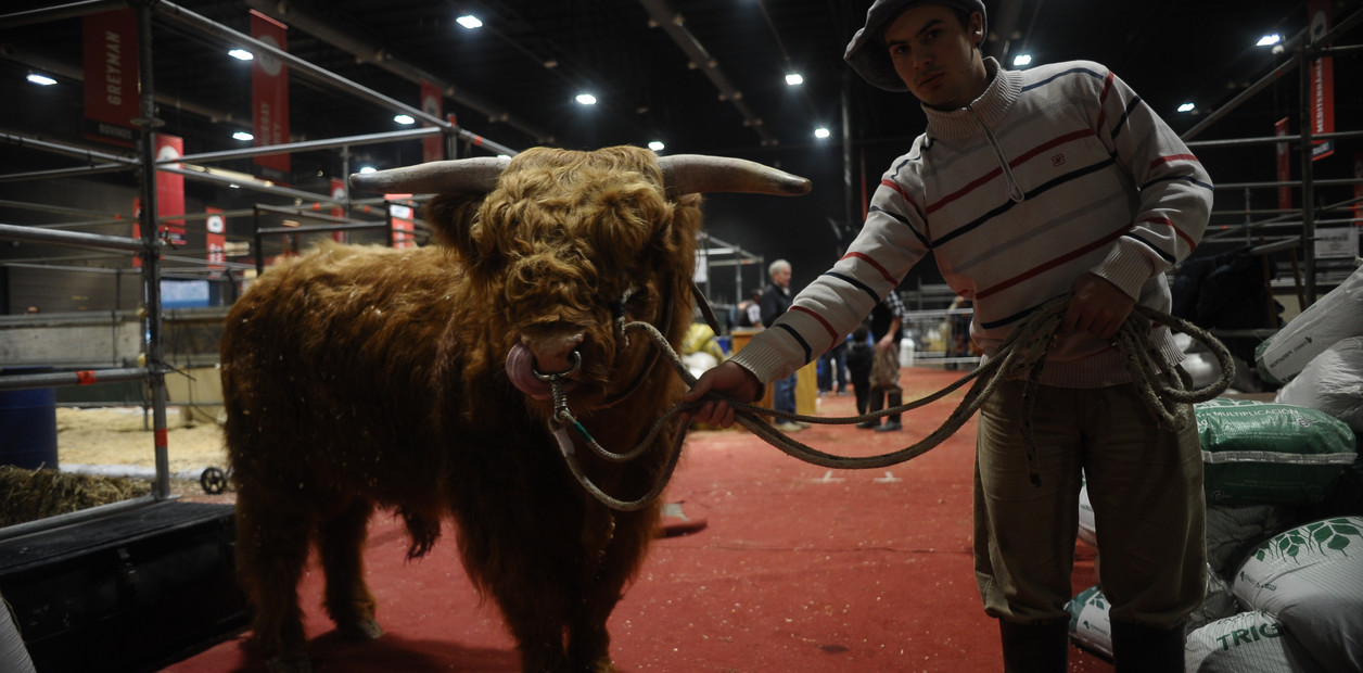 Novedad en Palermo 2024: West Highland, la única carne que consume la corona británica