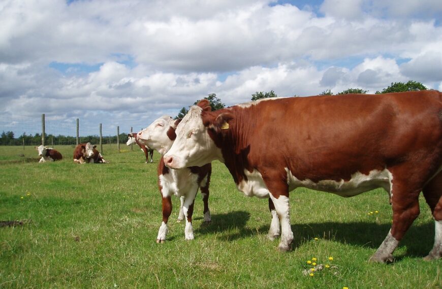 Lanzan un visor digital que fortalece la trazabilidad y el control de la faena ganadera