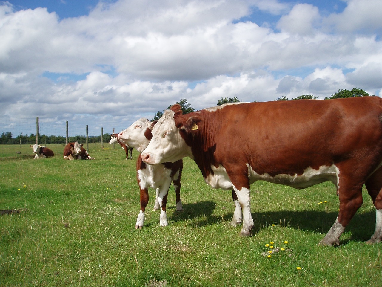 Hereford de Uruguay exporta genética a Paraguay