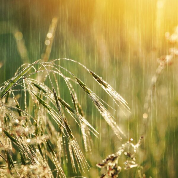Pronósticos de lluvias hasta 2026: el impacto clave de un año neutral en la próxima campaña agrícola