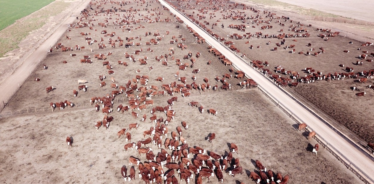 Una empresa mapeó 40 mil hectáreas y logró una producción agrícola ganadera integrada