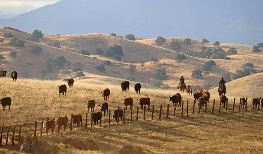 Peligro de extinción: EE.UU ha perdido en 40 años la mitad de sus productores ganaderos