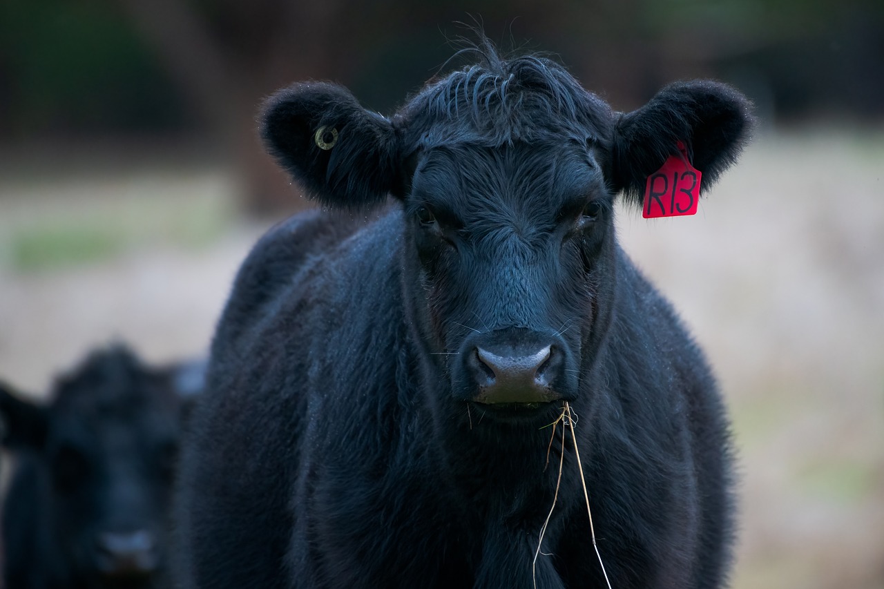 Ganado de carne: El secreto está en la genética y la eficiencia de producción