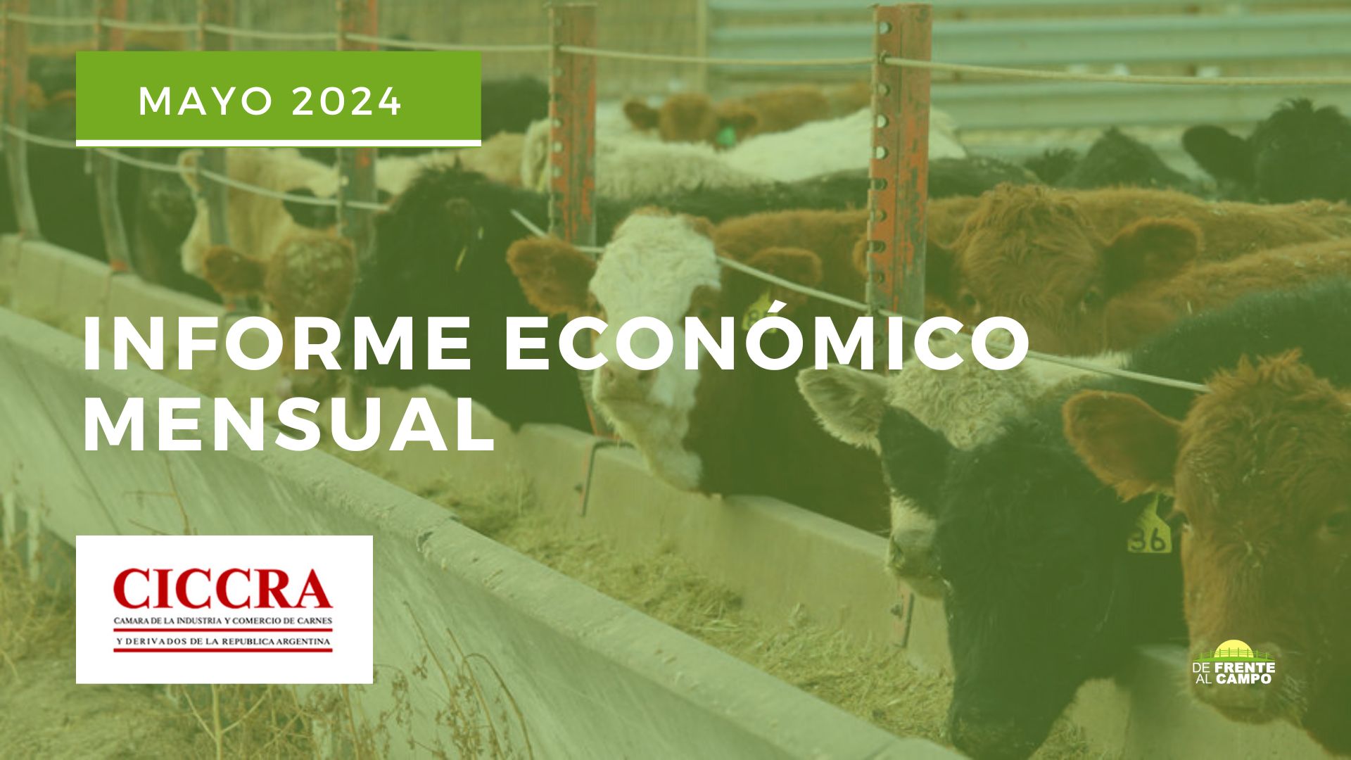 La Faena de Hembras Aumenta, Pero la Producción de Carne Sigue en Declive. CICCRA (Mayo 2024)