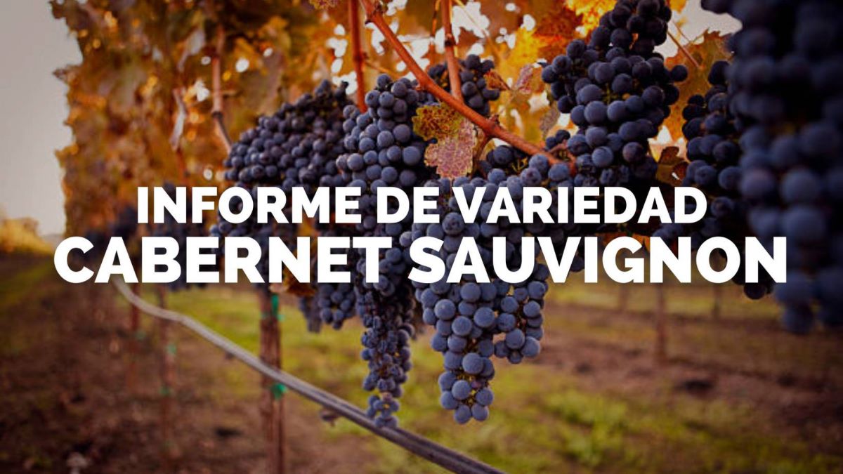 Día del Cabernet Sauvignon | Informe de variedad: Cabernet Sauvignon